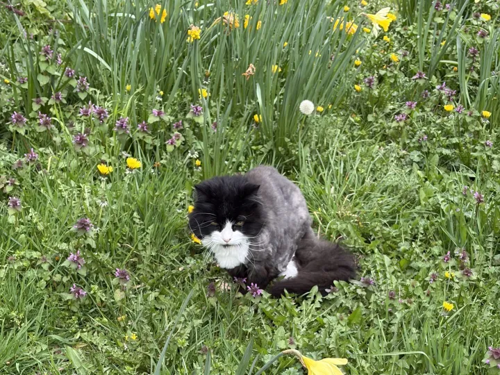 Found – Cat Found