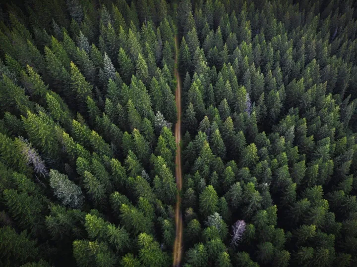 Drone view of a greenery forest with a dirt road