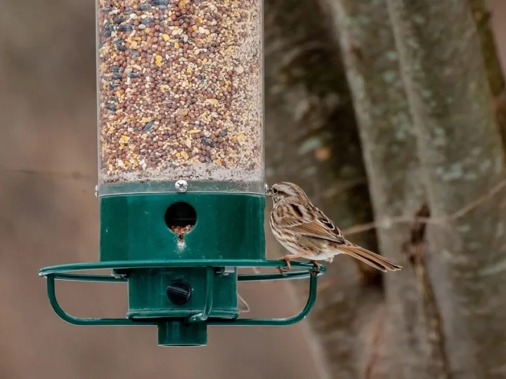 Bird feeder, back yard, birdwatching, feeder