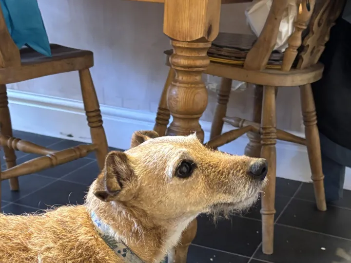 Found &ndash; DOG FOUND