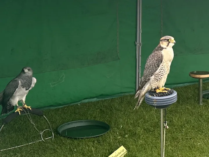 Falcons at the Fete