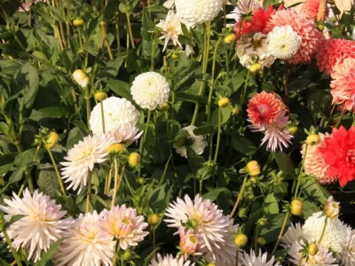 Chrysanthemums at allotments