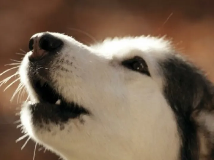 Barking Dog