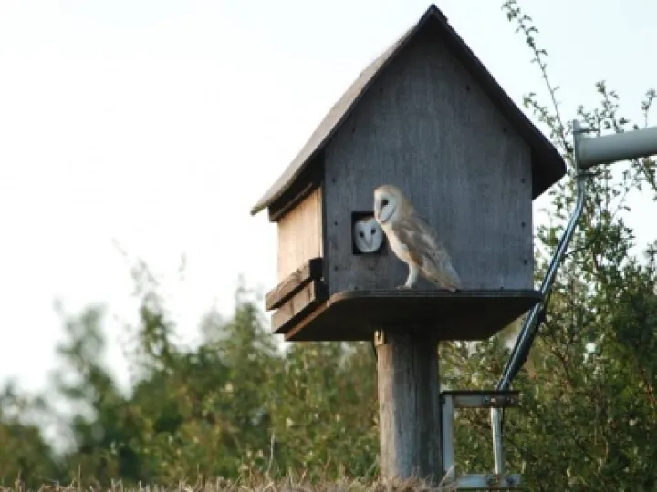 Barn Owl 2