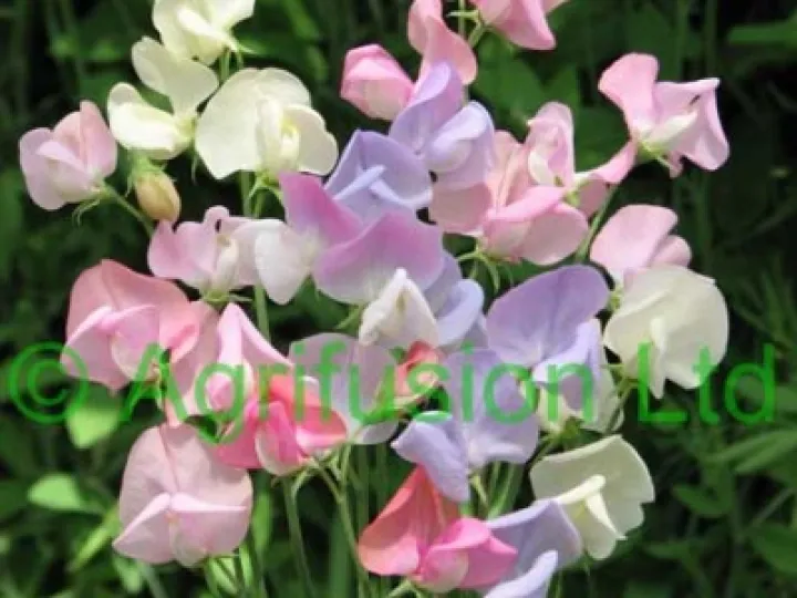 sweet_pea_heirloom_pastel_mix