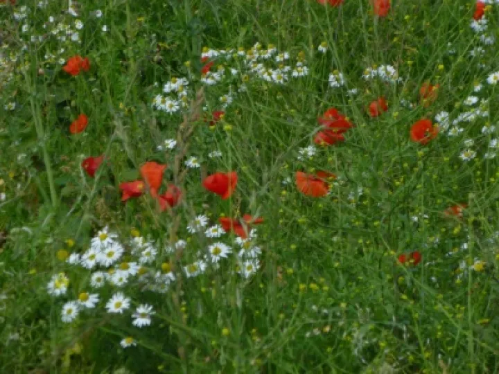 woodland photo Doreen