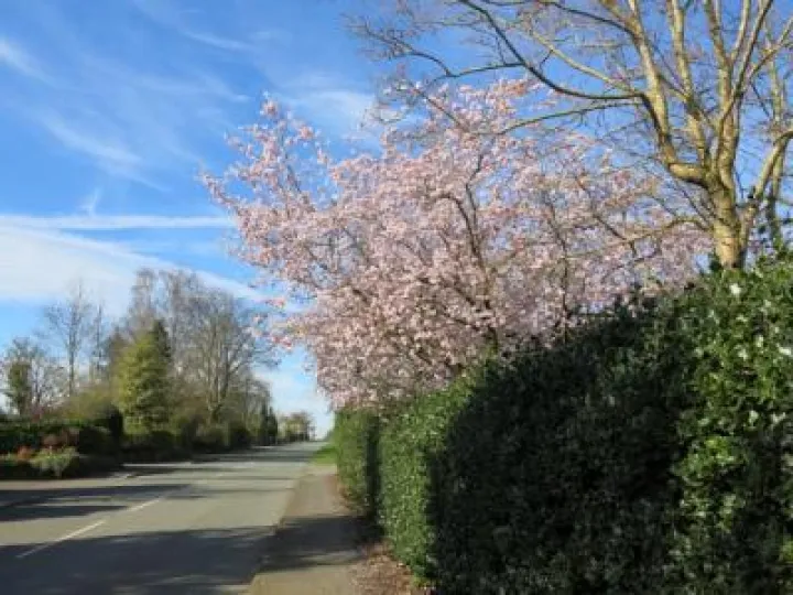 Springtime in Tarvin Img_5539