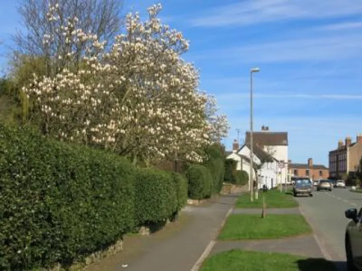 Springtime in Tarvin Img_5543 (1)