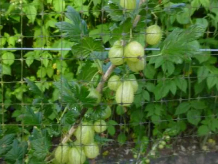 Flower Club June 2017 P1030282