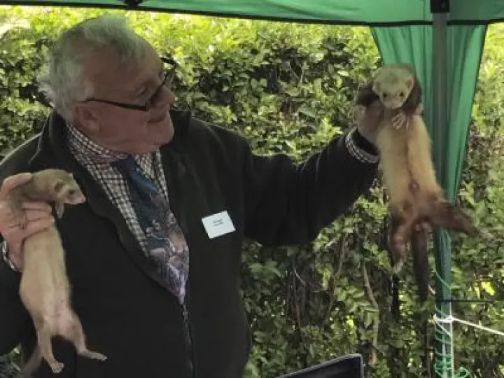 The world of Ferrets