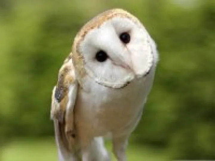 Barn Owl
