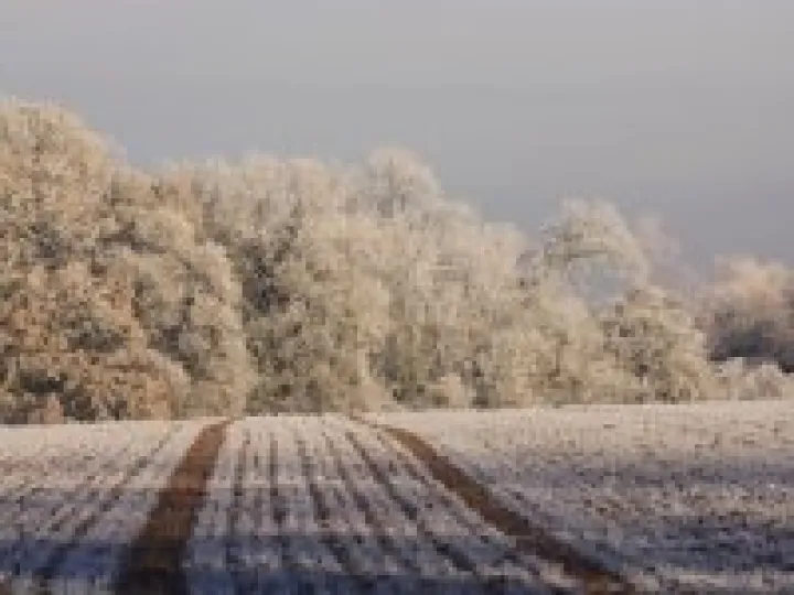 Frosty field