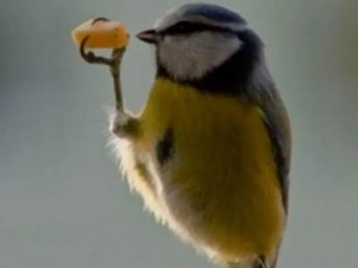 Blue tit 1