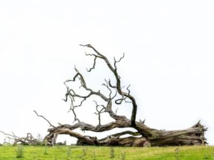 fallen tree