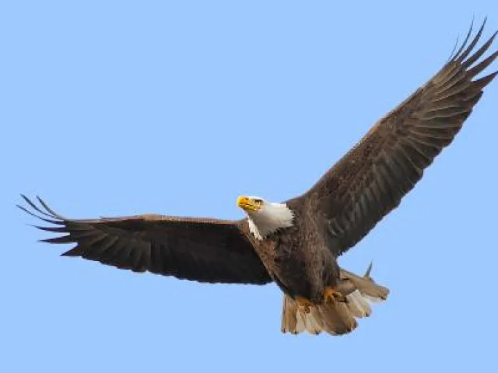 eagle-flying-masked-2