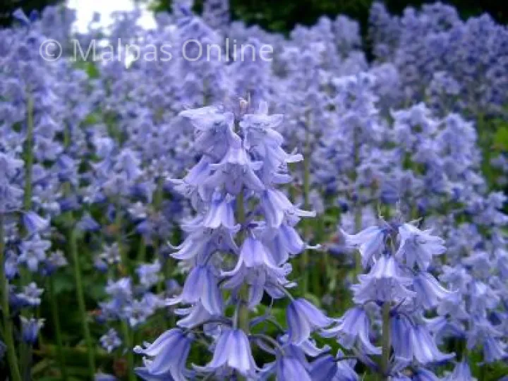 blue bells