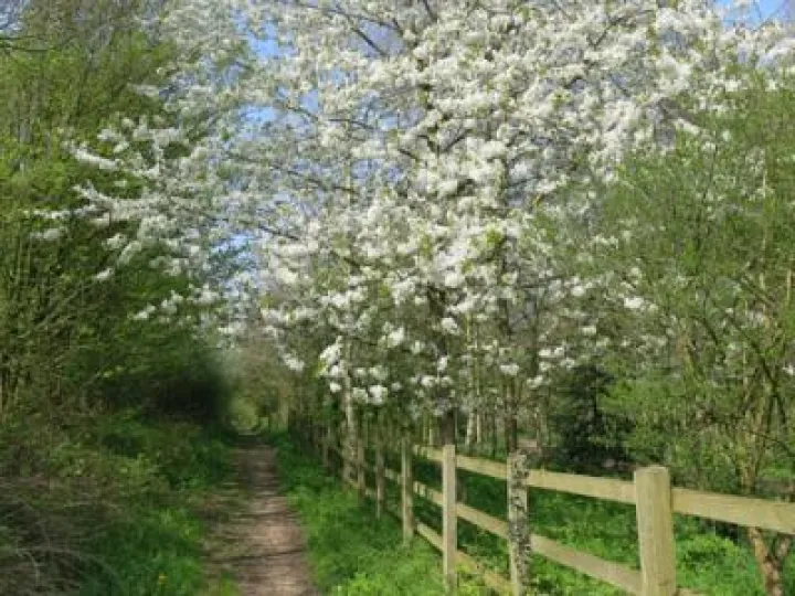 Spring in Tarvin Woodland Img_6939