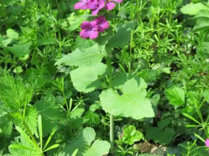 Spring Flowers Img_6927 (1)