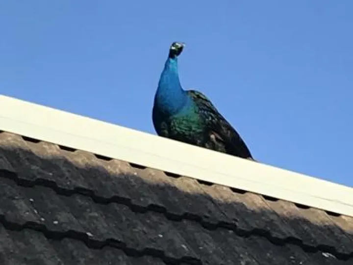 Tarvin Peacock Image2 (3)