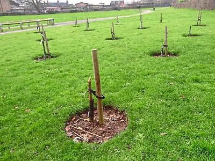 vandalised trees
