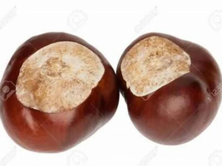 conkers