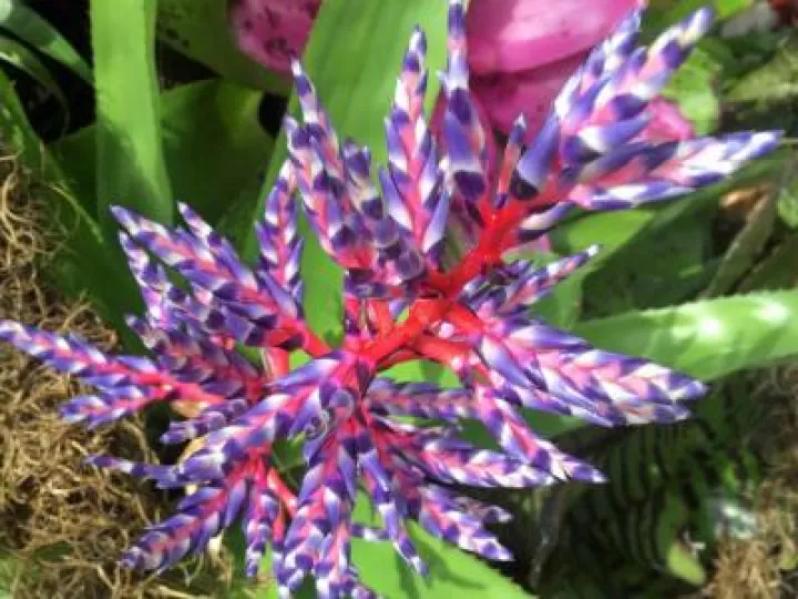 bromeliads