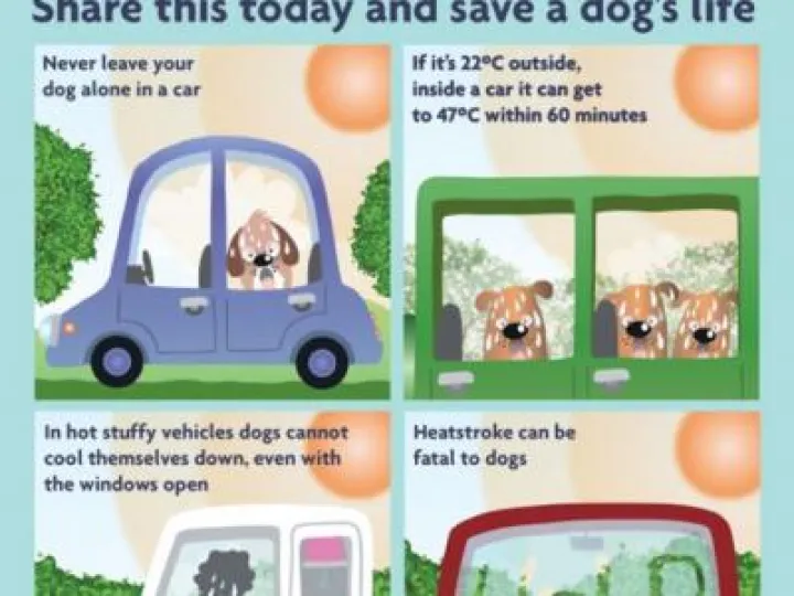 dogs-die-in-hot-cars