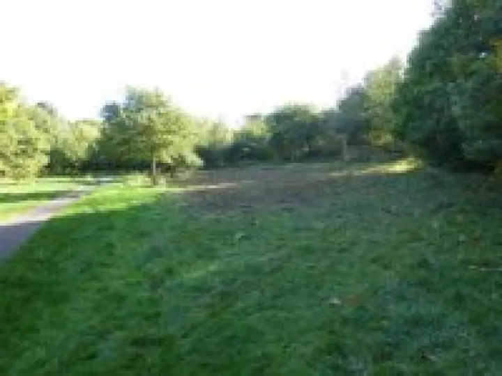 Wild Flower clearance