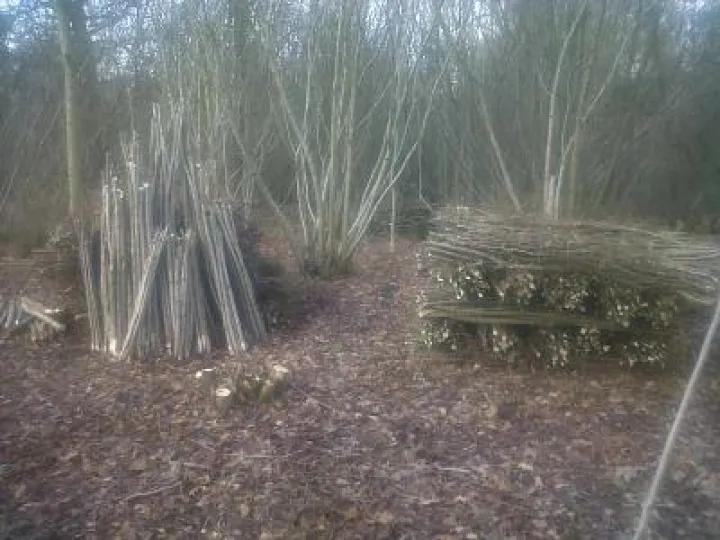 hazel coppicing