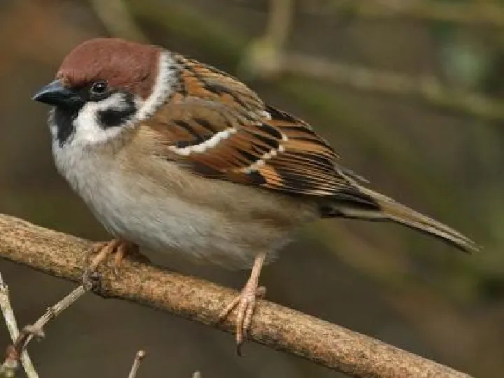 tree-sparrow-c
