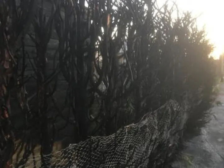 TCC Fire Damaged Hedge