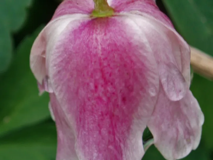 P7060794