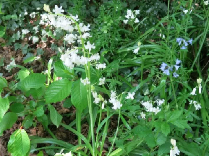 Woodland Walk KB Fullsizeoutput_2c9d