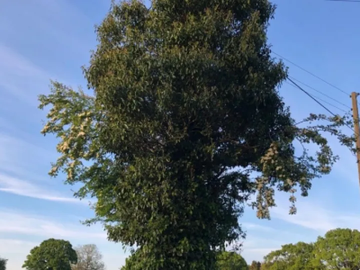 Ivy  on Trees