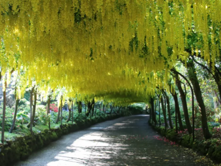Laburnum arch 2018 reduced size for   circuiit web-jpg pp