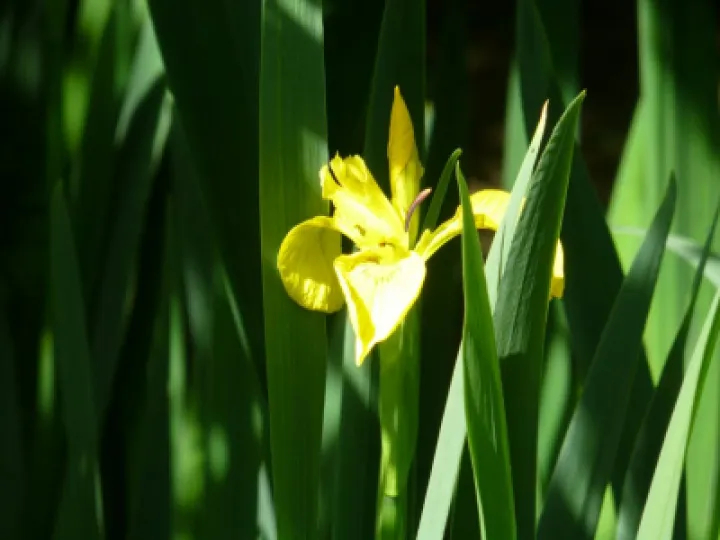 Single Flag Iris