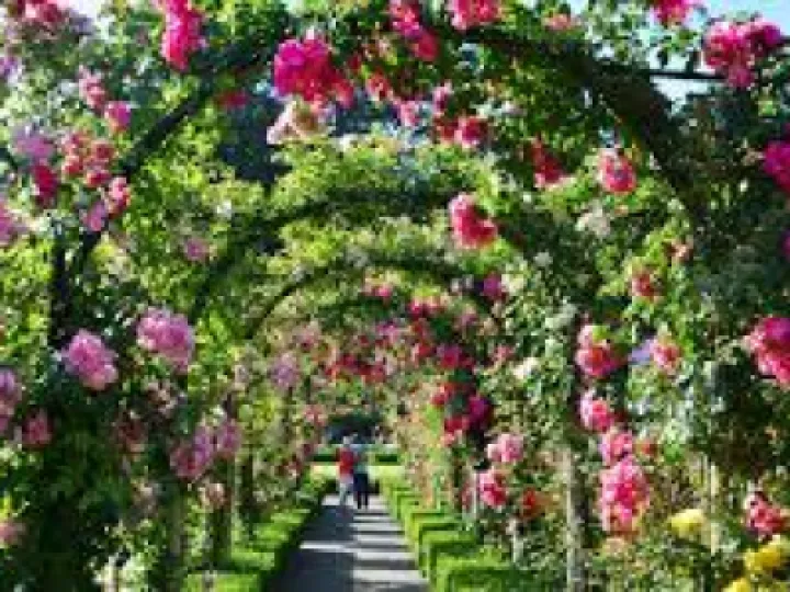 rose garden