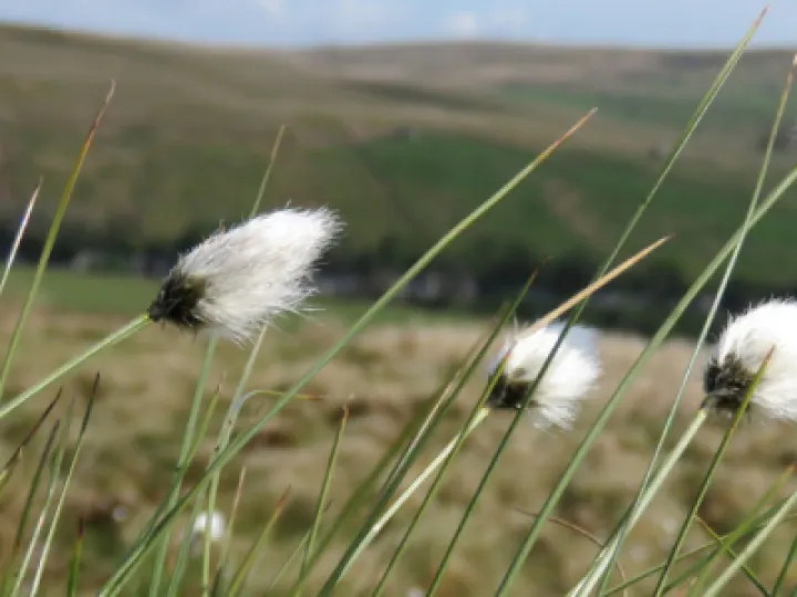 cotton_grass