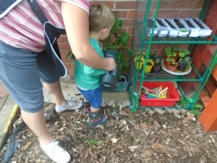 Tomato Plant Pic