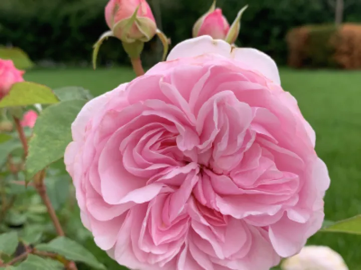 "Olivia Rose Austin"