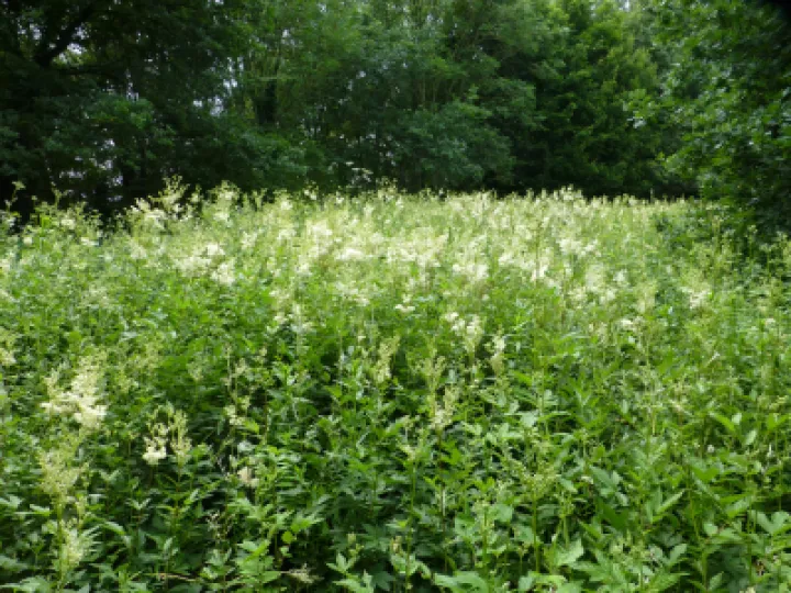 Meadowsweet