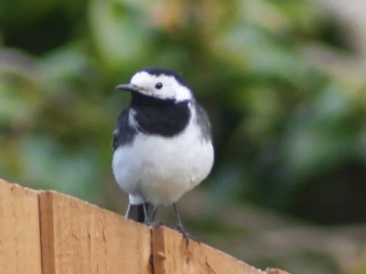 Oliver 39 s Picture Of A Pied Wagtail In  39 my Environment 39