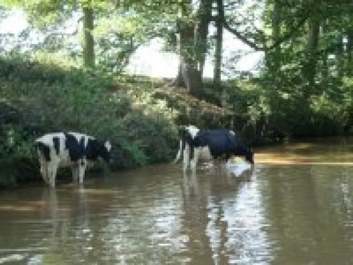 Cows in Shropshire Union canal at Coxbank