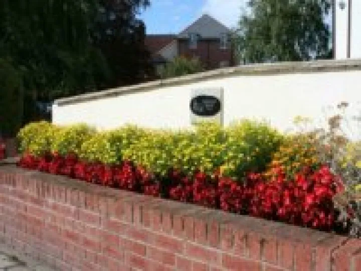 Flowers in the square