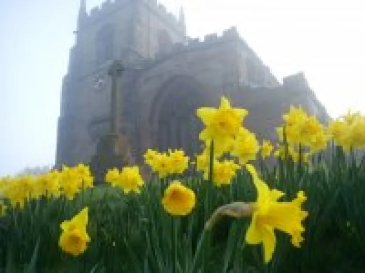 Daffodils by St James' Church