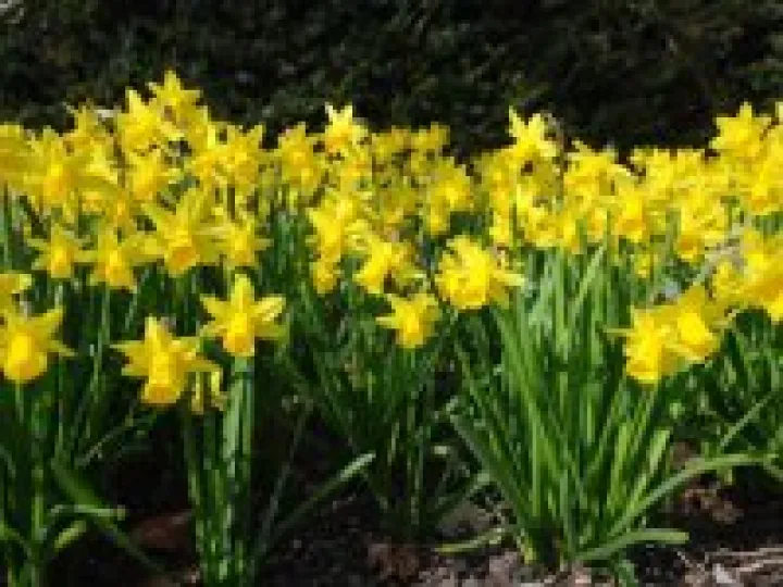 Daffodils in Audlem