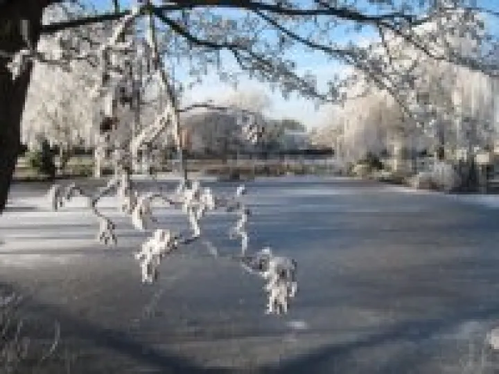 Pond on Hankelow Green – December 2010