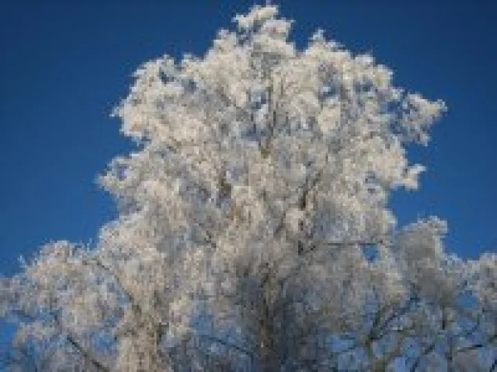 Hoar Frost, Audlem December 2010