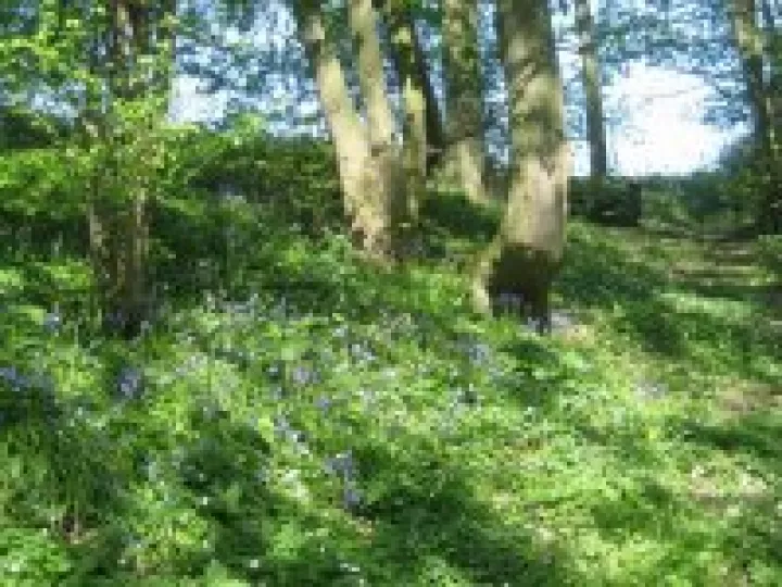 Woodland in Spring