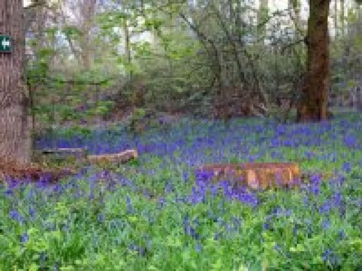 Bluebells at Combermere Abbey